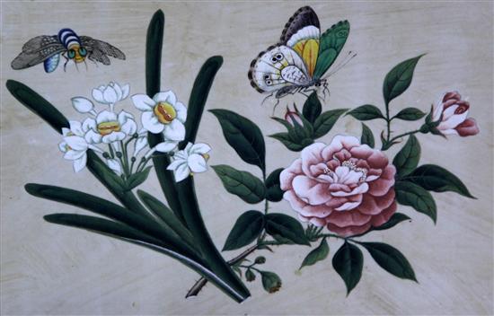 A pair of Chinese pith paintings of butterflies and flowers, first half 19th century, 18 x 26cm, framed and glazed